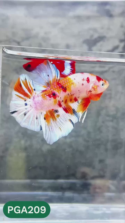King Giant Plakat Male Betta Fish | You Pick Fish | High Grade