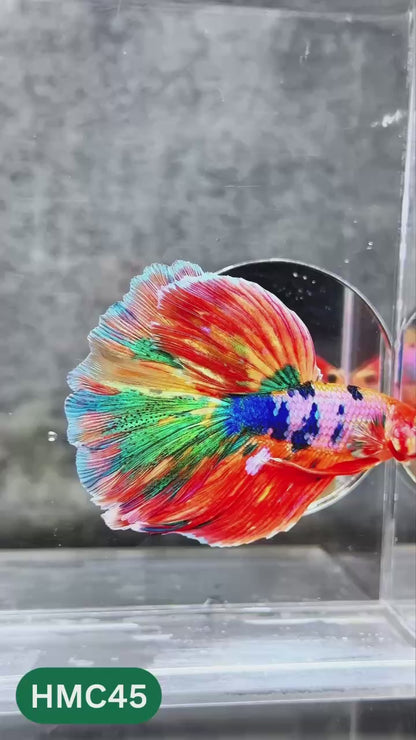 Nemo Halfmoon Male Betta Fish | Order Directly From Farm | You Pick Fish