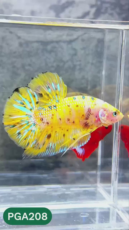 King Giant Plakat Male Betta Fish | You Pick Fish | High Grade