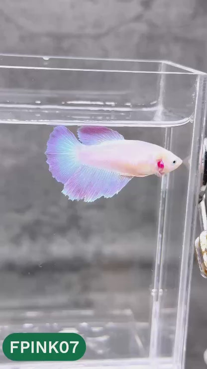 Pink Sakura Halfmoon Female Betta Fish | You Pick Fish