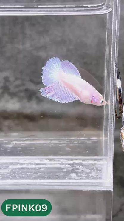 Pink Sakura Halfmoon Female Betta Fish | You Pick Fish