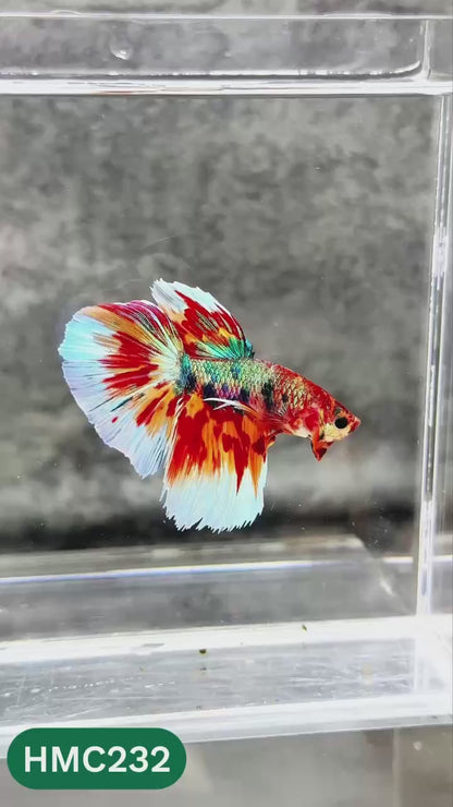 Multicolor Halfmoon Male Betta Fish | Order Directly From Farm | You Pick Fish