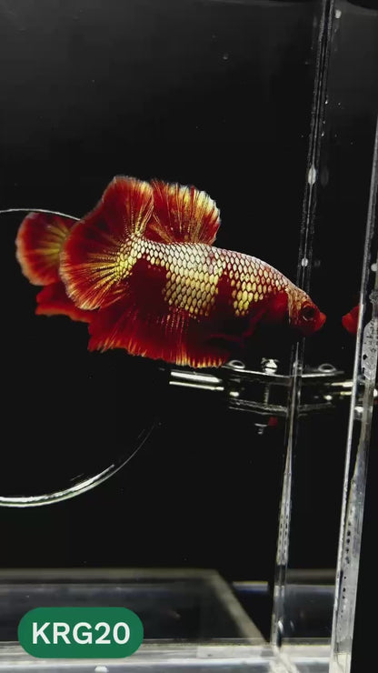 Koi Red Gold Galaxy Plakat Male Betta Fish | You Pick Fish