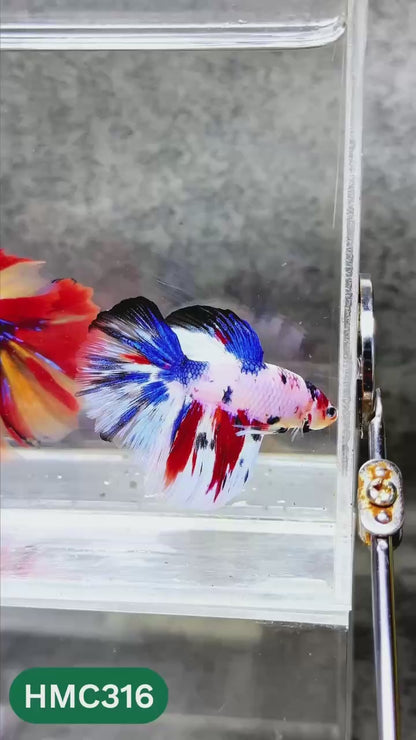 Multicolor Halfmoon Male Betta Fish | High Grade | Order Directly From Farm |  You Pick Fish |