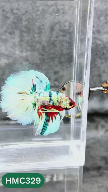 Multicolor Halfmoon Male Betta Fish | High Grade | Order Directly From Farm |  You Pick Fish |