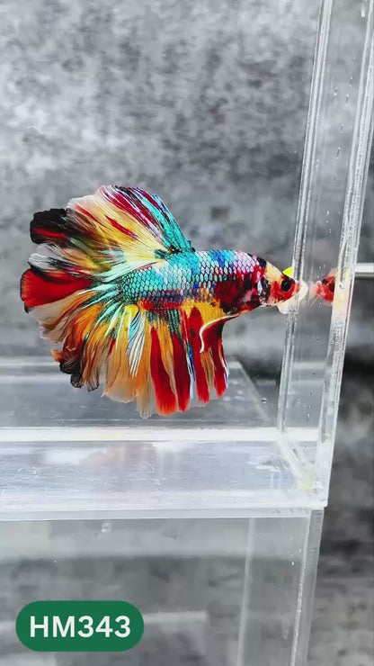 Multicolor Halfmoon Male Betta Fish | High Grade | Order Directly From Farm |  You Pick Fish |