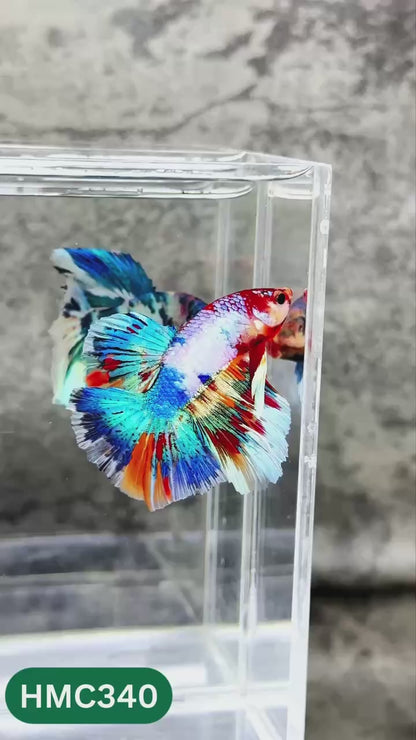 Multicolor Halfmoon Male Betta Fish | High Grade | Order Directly From Farm |  You Pick Fish |