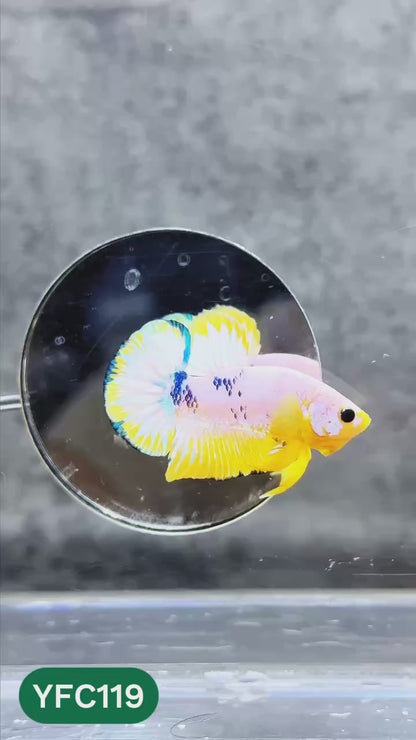 Yellow Fancy Male Betta Fish | Order Directly From Farm | You Pick Fish