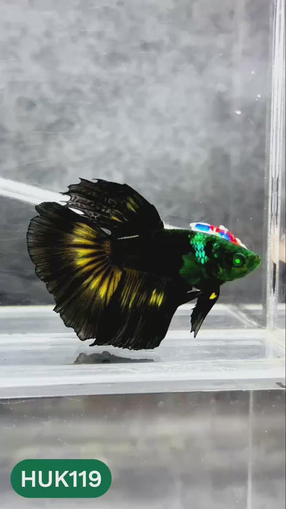 Black Hulk Halfmoon Male Betta Fish | You Pick Fish