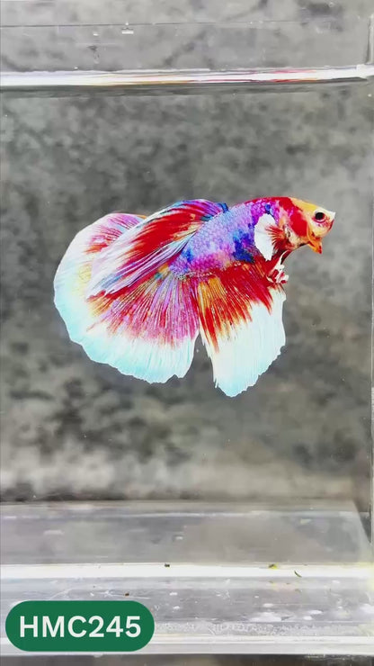 Multicolor Halfmoon Male Betta Fish | Order Directly From Farm | You Pick Fish