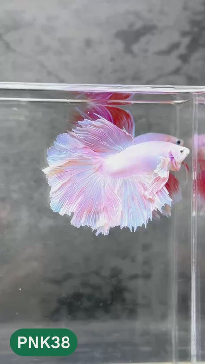 Pink Halfmoon Male Betta Fish | You Pick Fish | Order Directly From Farm