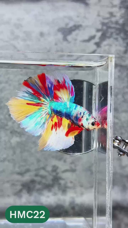Nemo Halfmoon Male Betta Fish | Order Directly From Farm | You Pick Fish
