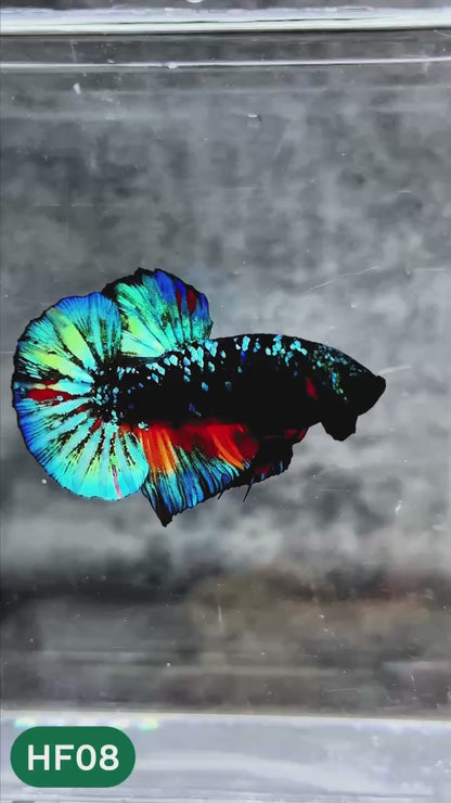Dark Flame Hellfire Plakat Male Betta Fish | You Pick Fish | Rare Betta