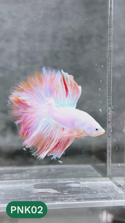 Pink Halfmoon Male Betta Fish | You Pick Fish | Order Directly From Farm