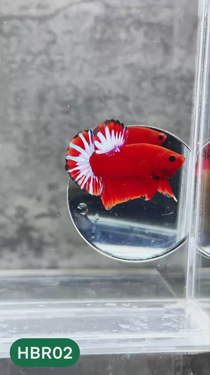 Hellboy Plakat Male Betta Fish | Order Directly From Farm | You Pick Fish