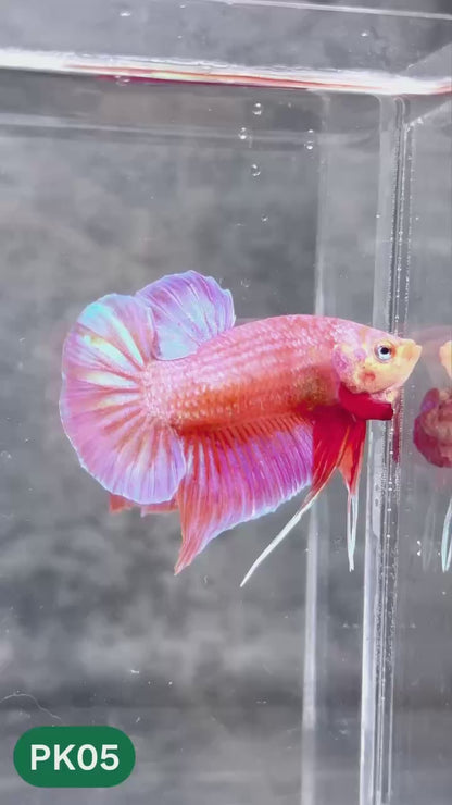 Pink Plakat Male Betta Fish | You Pick Fish | Rare Color