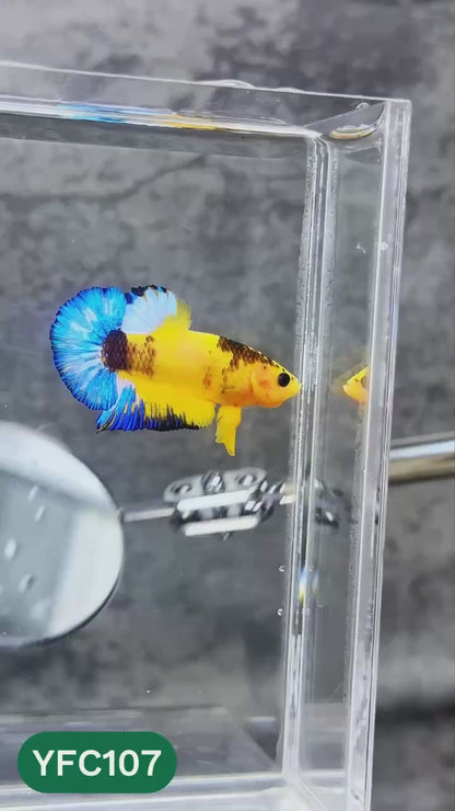 Yellow Fancy Male Betta Fish | Order Directly From Farm | You Pick Fish