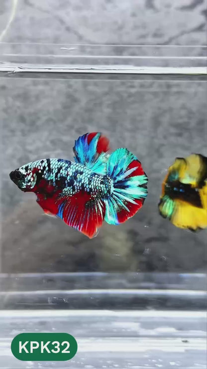 Multicolor Plakat Male Betta Fish |Show Grade|  You Pick Fish
