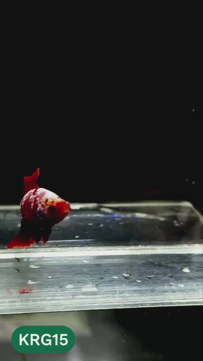 Koi Red Gold Galaxy Plakat Male Betta Fish | You Pick Fish