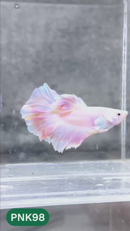 Pink Halfmoon Male Betta Fish | You Pick Fish | Order Directly From Farm