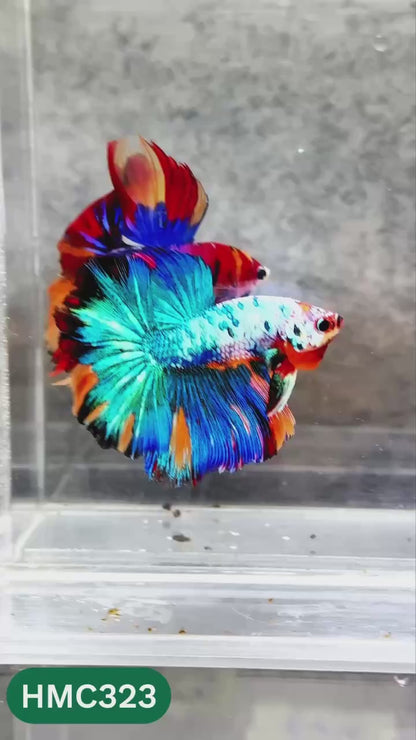 Multicolor Halfmoon Male Betta Fish | High Grade | Order Directly From Farm |  You Pick Fish |