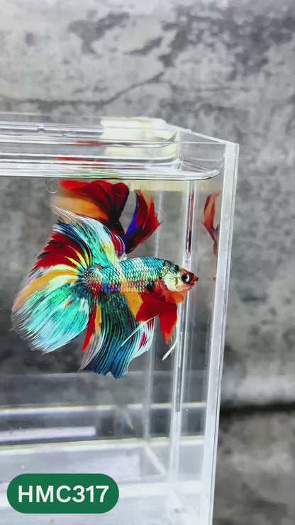 Multicolor Halfmoon Male Betta Fish | High Grade | Order Directly From Farm |  You Pick Fish |