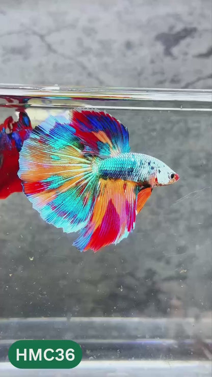 Nemo Halfmoon Male Betta Fish | Order Directly From Farm | You Pick Fish
