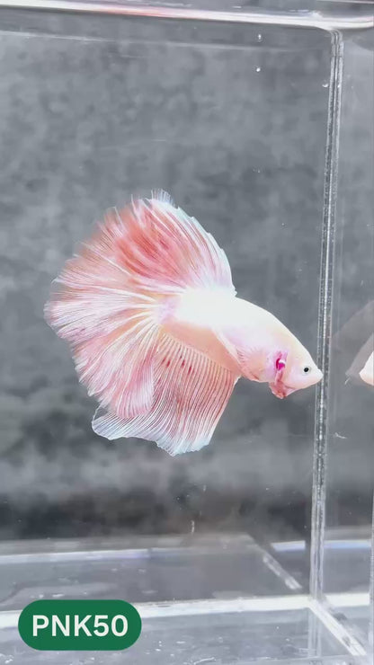 Pink Halfmoon Male Betta Fish | You Pick Fish | Order Directly From Farm