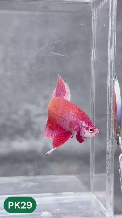 Pink Plakat Male Betta Fish | You Pick Fish | Rare Color