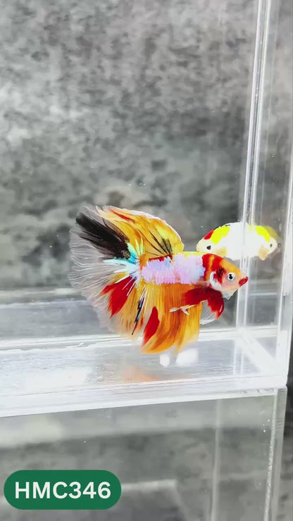 Multicolor Halfmoon Male Betta Fish | High Grade | Order Directly From Farm |  You Pick Fish |