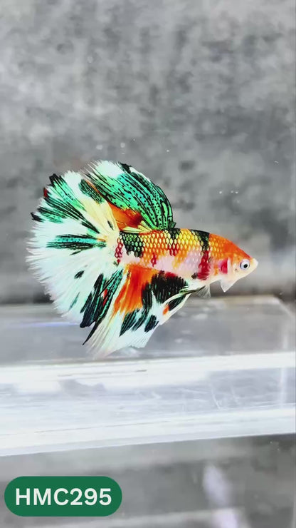 Multicolor Halfmoon Male Betta Fish | High Grade | Order Directly From Farm |  You Pick Fish |