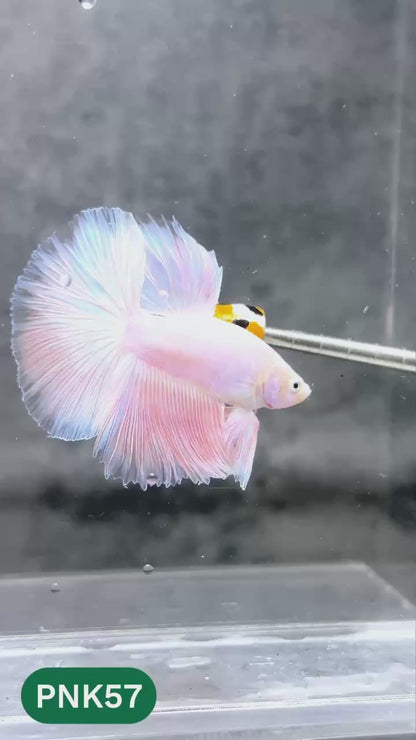 Pink Halfmoon Male Betta Fish | You Pick Fish | Order Directly From Farm