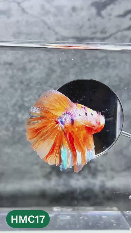 Nemo Halfmoon Male Betta Fish | Order Directly From Farm | You Pick Fish