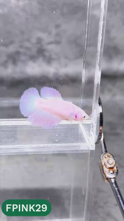 Pink Sakura Halfmoon Female Betta Fish | You Pick Fish
