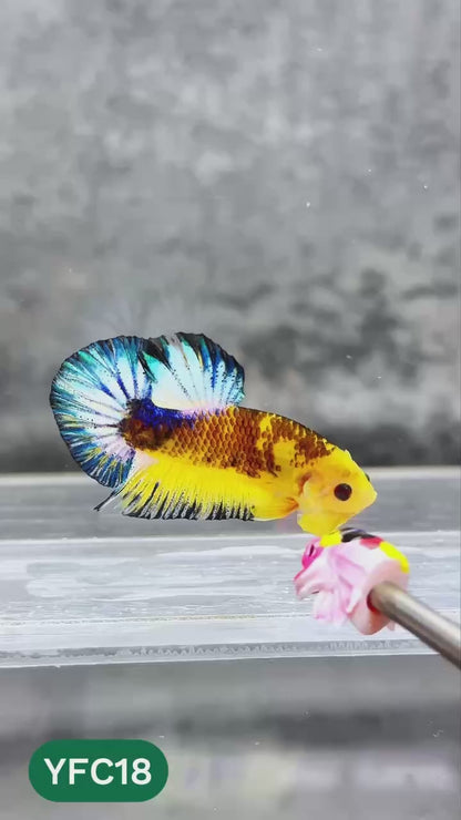 Yellow Fancy Male Betta Fish | Order Directly From Farm | You Pick Fish
