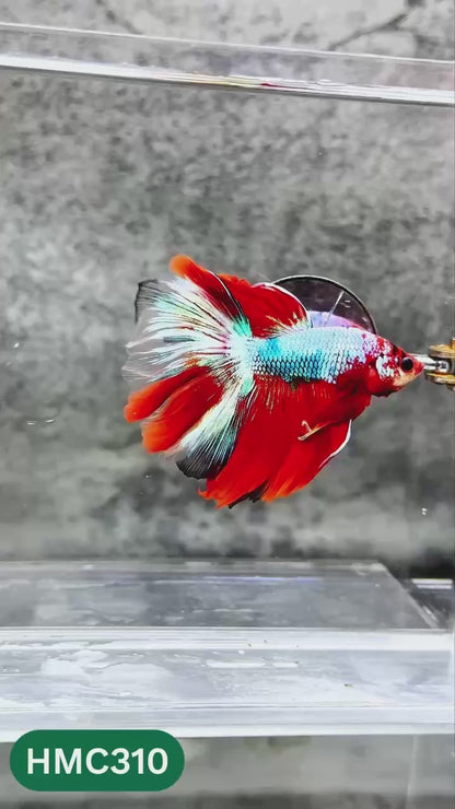 Multicolor Halfmoon Male Betta Fish | High Grade | Order Directly From Farm |  You Pick Fish |