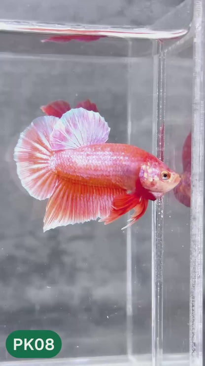 Pink Plakat Male Betta Fish | You Pick Fish | Rare Color