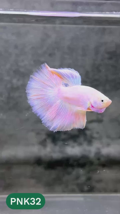 Pink Halfmoon Male Betta Fish | You Pick Fish | Order Directly From Farm