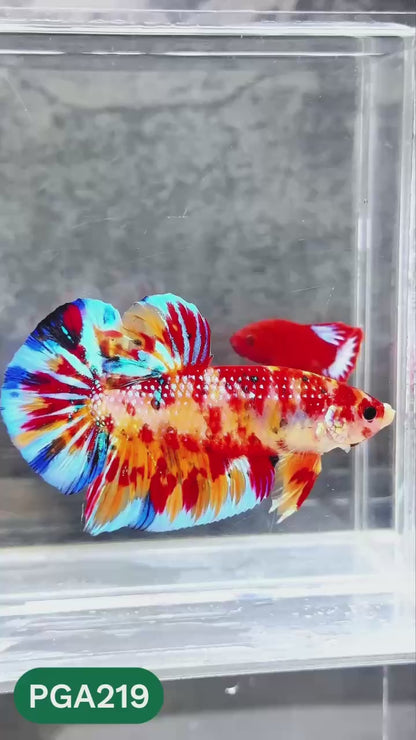 King Giant Plakat Male Betta Fish | You Pick Fish | High Grade