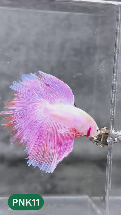Pink Halfmoon Male Betta Fish | You Pick Fish | Order Directly From Farm