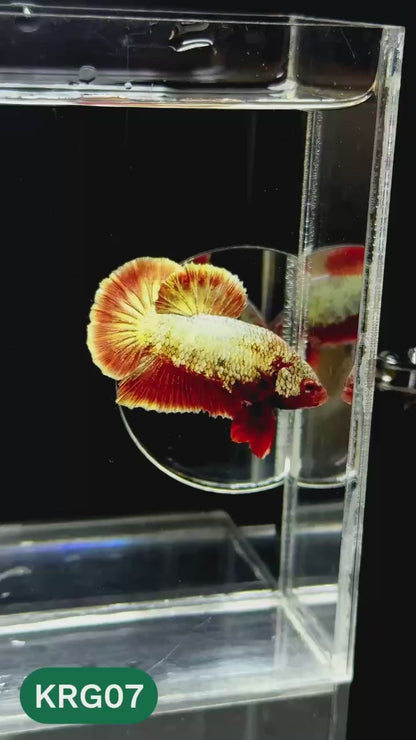 Koi Red Gold Galaxy Plakat Male Betta Fish | You Pick Fish