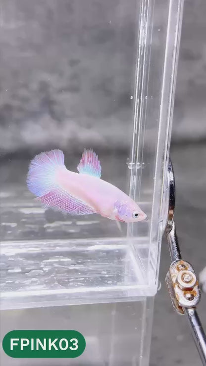 Pink Sakura Halfmoon Female Betta Fish | You Pick Fish