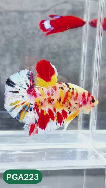 King Giant Plakat Male Betta Fish | You Pick Fish | High Grade