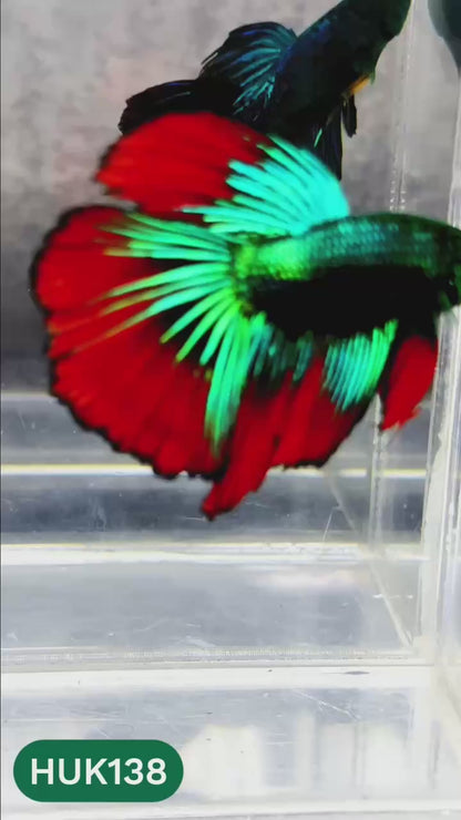 Black Hulk Halfmoon Male Betta Fish | You Pick Fish