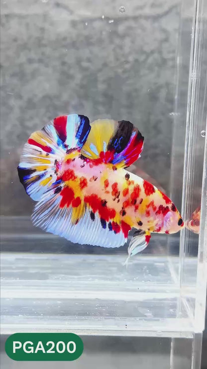 King Giant Plakat Male Betta Fish | You Pick Fish | High Grade