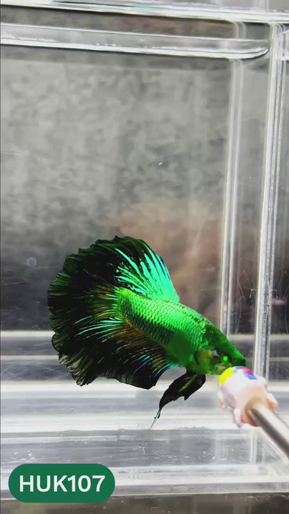 Black Hulk Halfmoon Male Betta Fish | You Pick Fish
