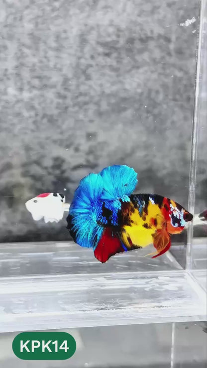 Multicolor Plakat Male Betta Fish |Show Grade|  You Pick Fish