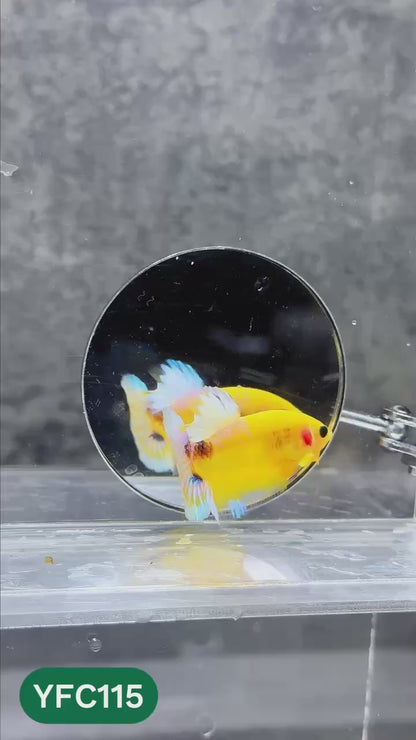 Yellow Fancy Male Betta Fish | Order Directly From Farm | You Pick Fish