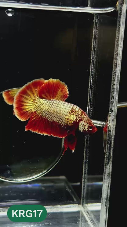 Koi Red Gold Galaxy Plakat Male Betta Fish | You Pick Fish
