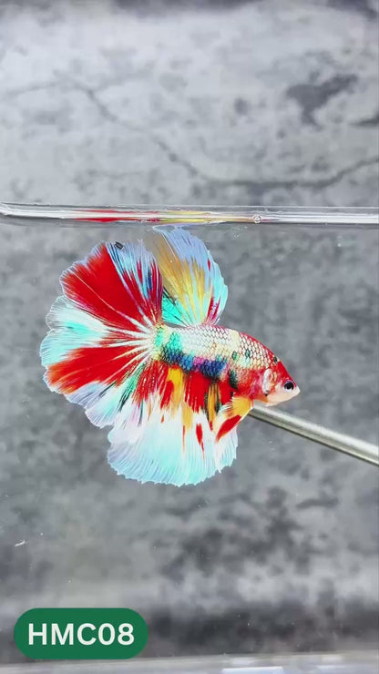 Nemo Halfmoon Male Betta Fish | Order Directly From Farm | You Pick Fish